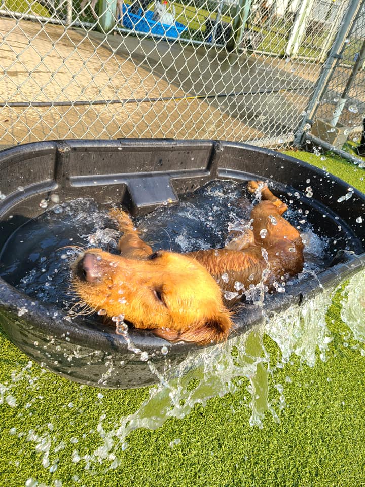 Whiskers Resort & Pet Spa Pet Boarding Grand Rapids, MI